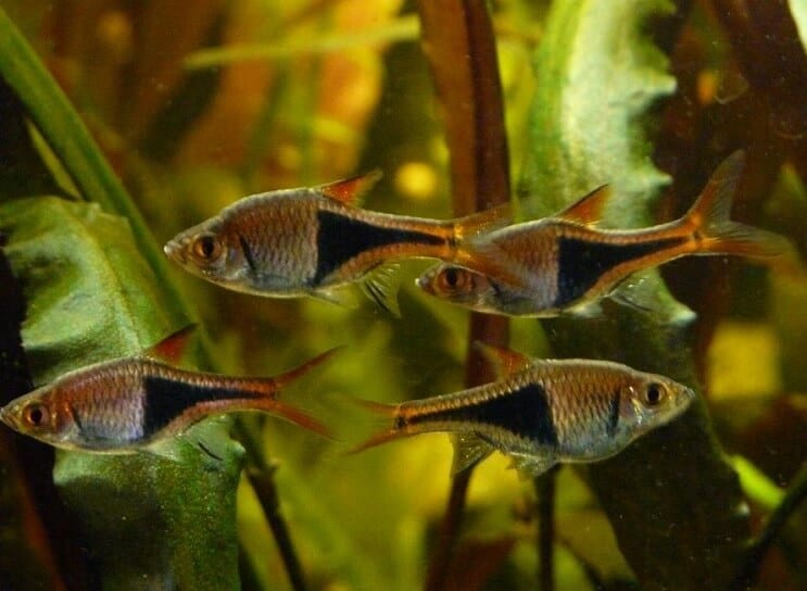 Harlequin Rasbora Tank Koşulları