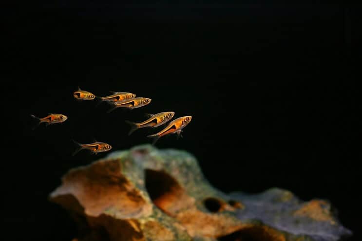 Harlequin Rasbora Tank Arkadaşları