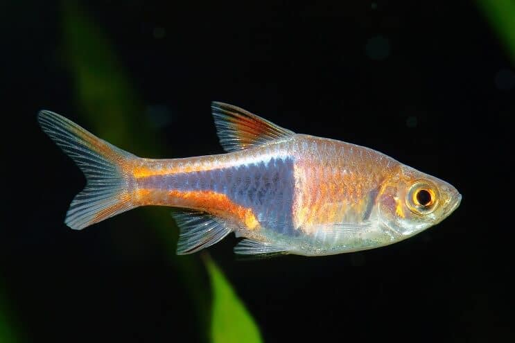 Harlequin Rasbora Bakımı