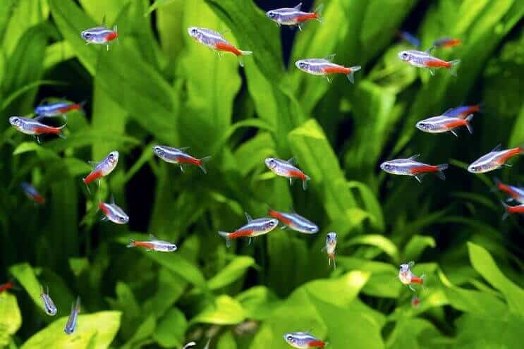 Neon Tetra Sürüsü