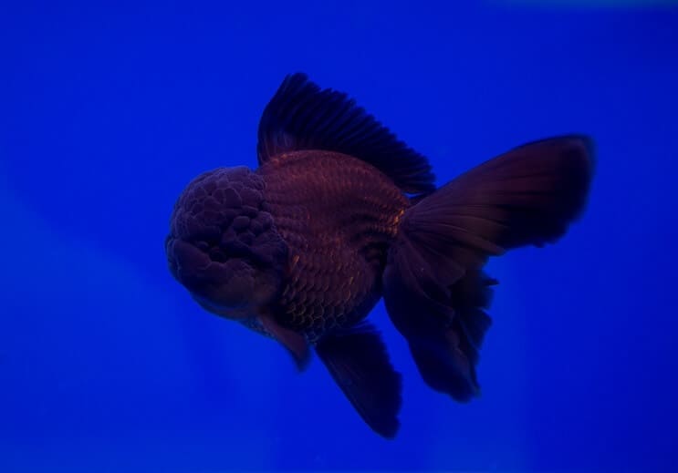 Siyah Oranda Japon Balığı