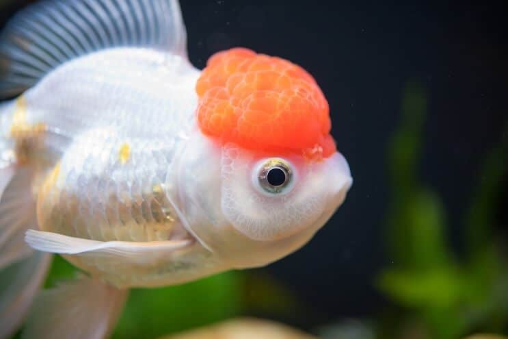 Kırmızı Kap Oranda Japon Balığı