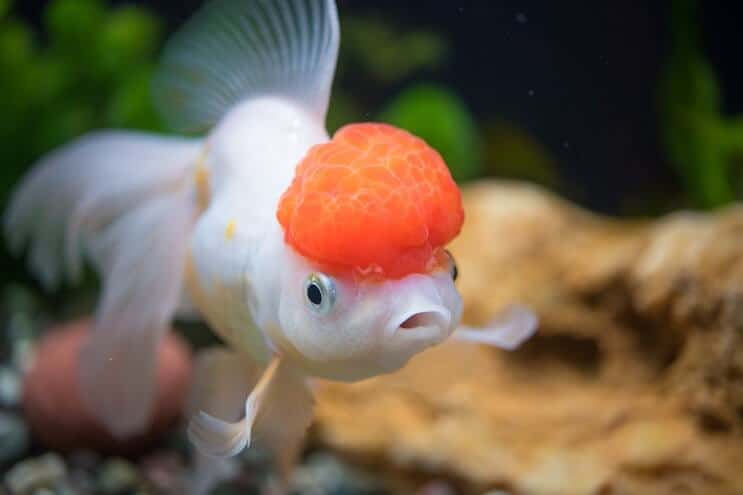 Oranda Japon Balığı Bakımı