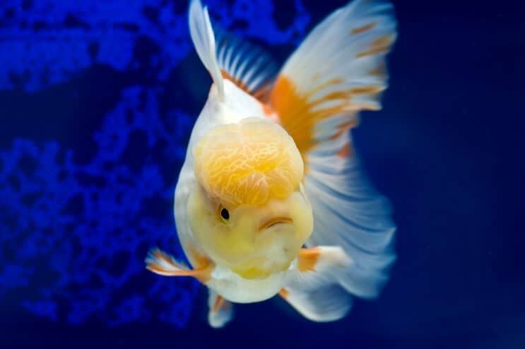 Oranda Japon Balığı Yüzme