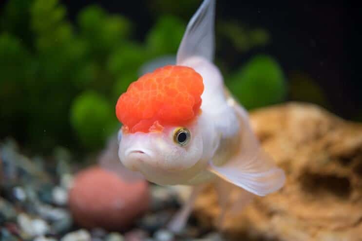 Oranda Japon Balığı Görünümü