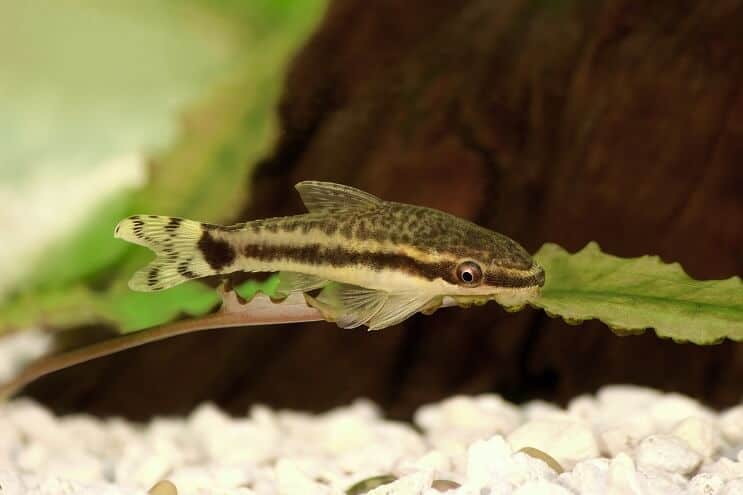 Otoçinclus