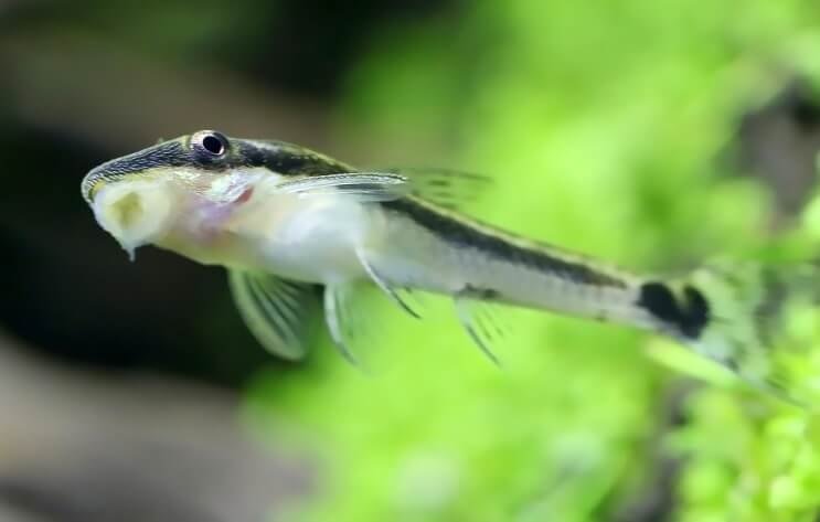 Otocinclus Tank Üzerine Sıkışmış
