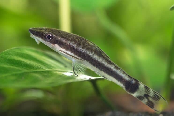 Otocinclus Bakımı