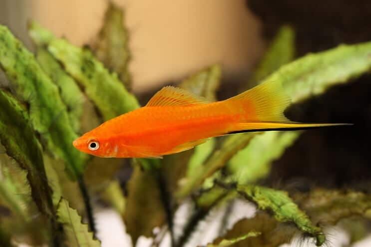 Kılıçkuyruk Platy Balık