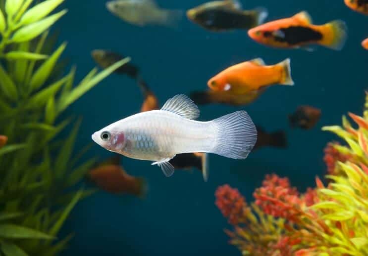 Beyaz Platy Balık