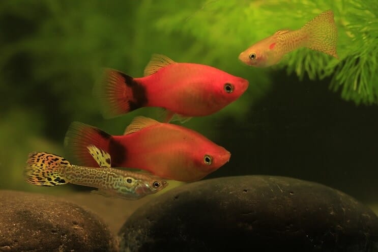 Guppy ve Platy