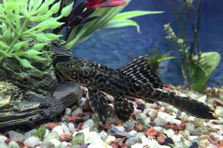 Plecostomus'a Genel Bakış