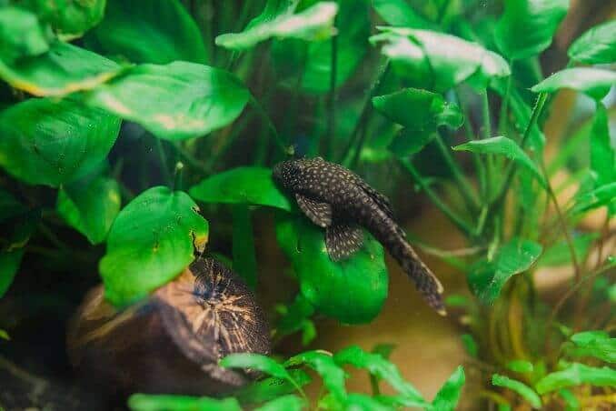 Bristlenose Vatoz