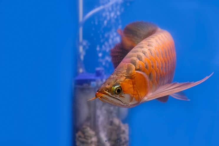 Kırmızı Arowana Görünümü