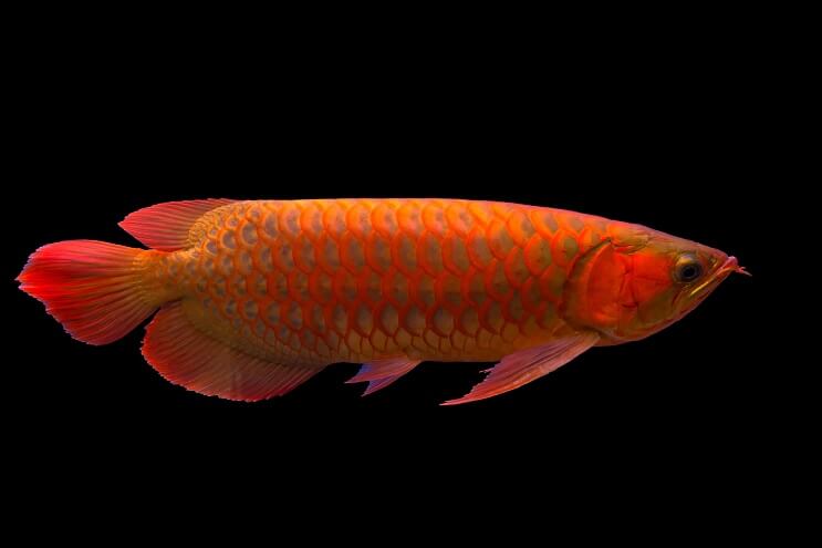 Kırmızı Arowana Genel Bakış
