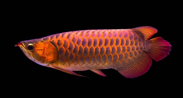 Kırmızı Arowana Diyeti