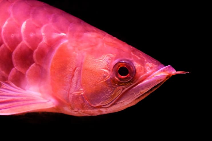 Kırmızı Arowana Bakımı