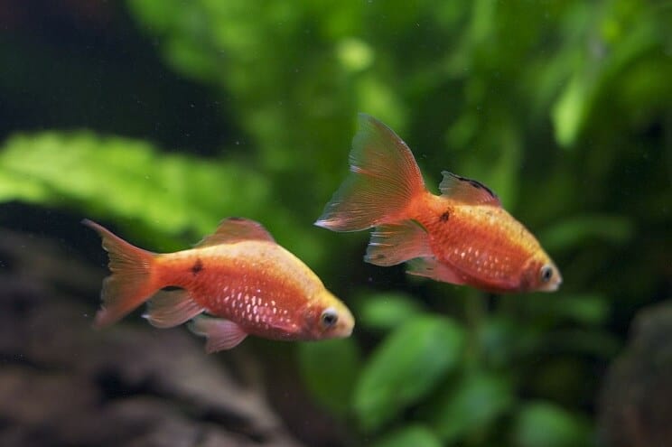 Gül Barb Tank Arkadaşları