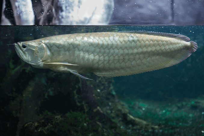 Tanktaki Gümüş Arowana