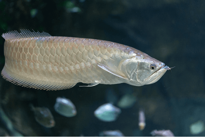 Silver Arowana Yüzme
