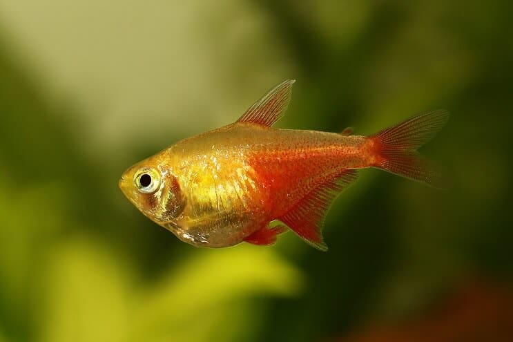 Alev Tetra