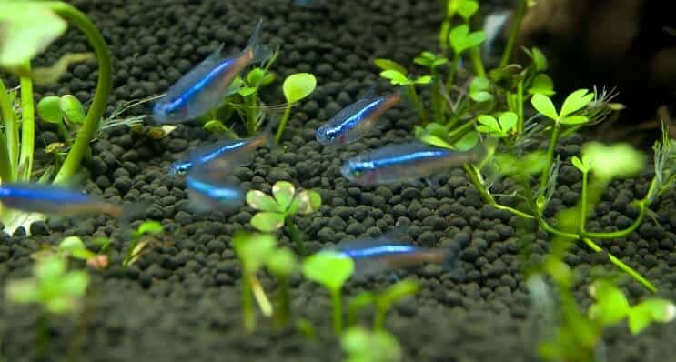 Mavi Tetra