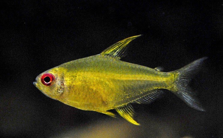 Limonlu Tetra