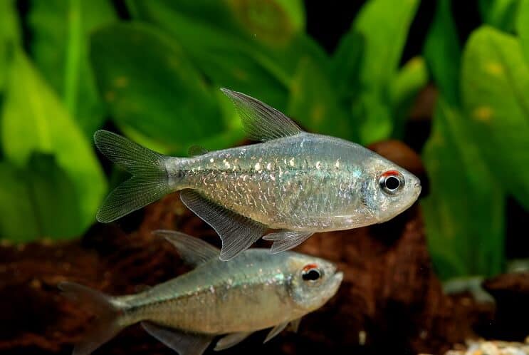 Elmas Tetra