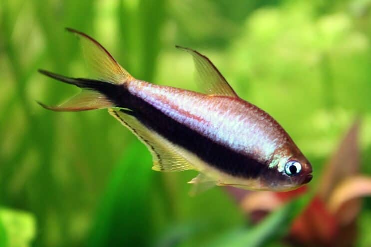 İmparator Tetra