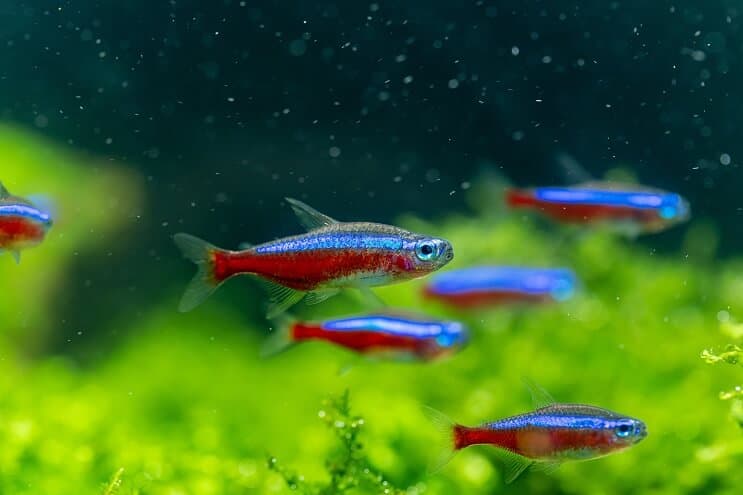 Tetra Habitatı