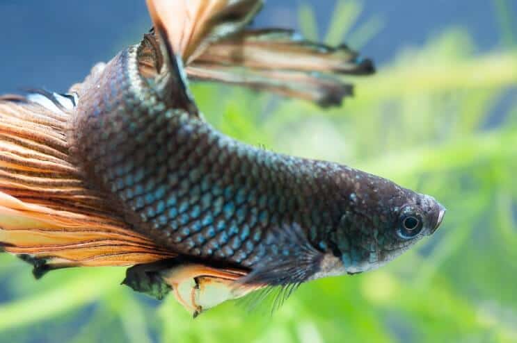 Erkek Betta