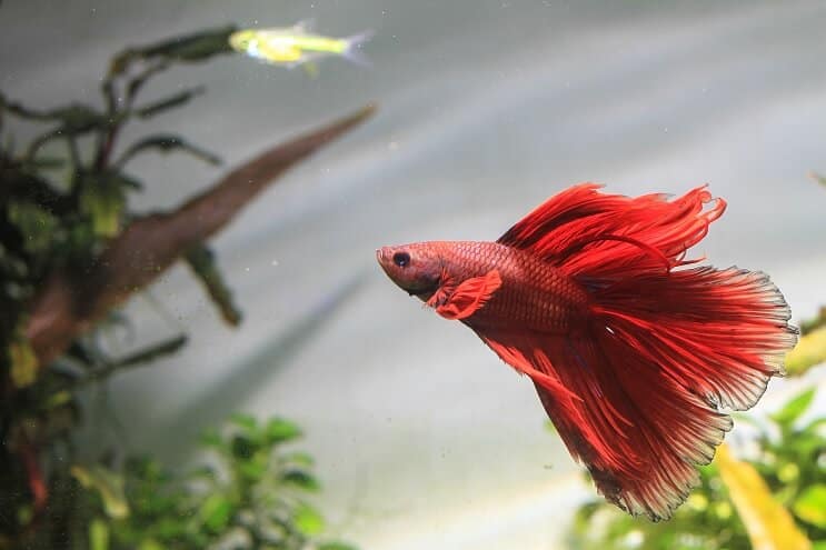 Betta Tank Arkadaşları