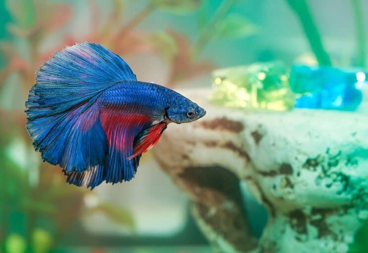 Betta Balık Hastalığı