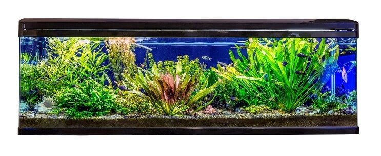 İdeal Yaşam Alanı ve Tank Koşulları