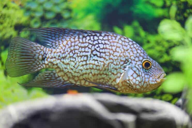 Texas Cichlid Diyeti
