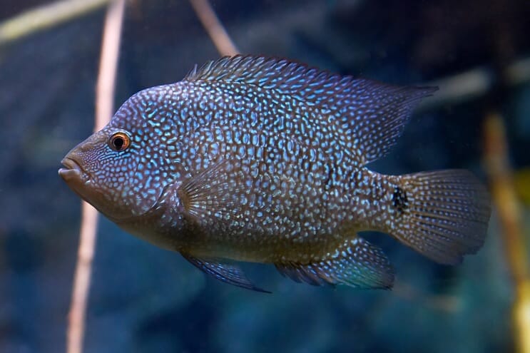 Texas Cichlid Bakımı