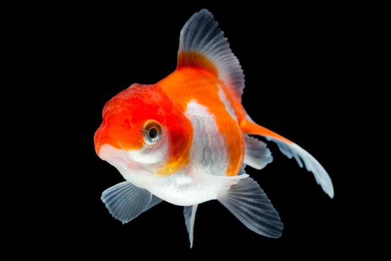 Fantail Japon Balığı