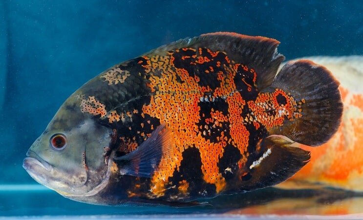Tiger Oscar Balığı