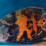 Tiger Oscar Balığı