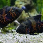 Oscar Fish Banner'ın 10 Güzel Türü