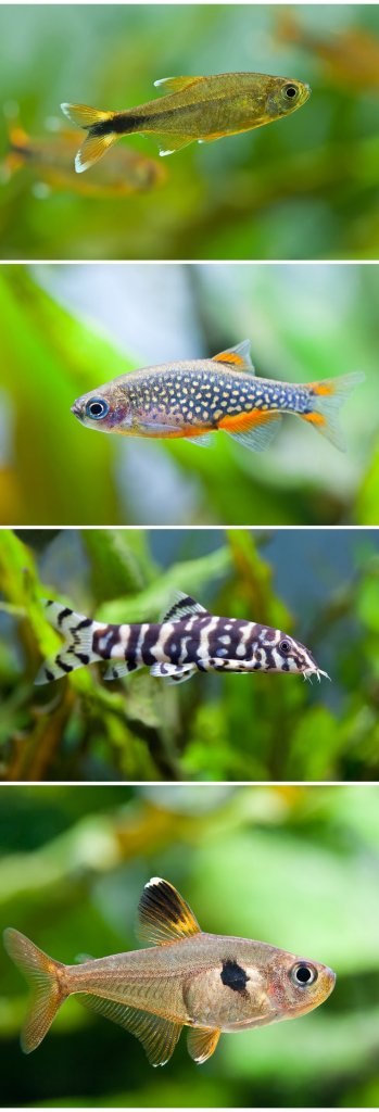 Göksel İnci Danio Tank Arkadaşları