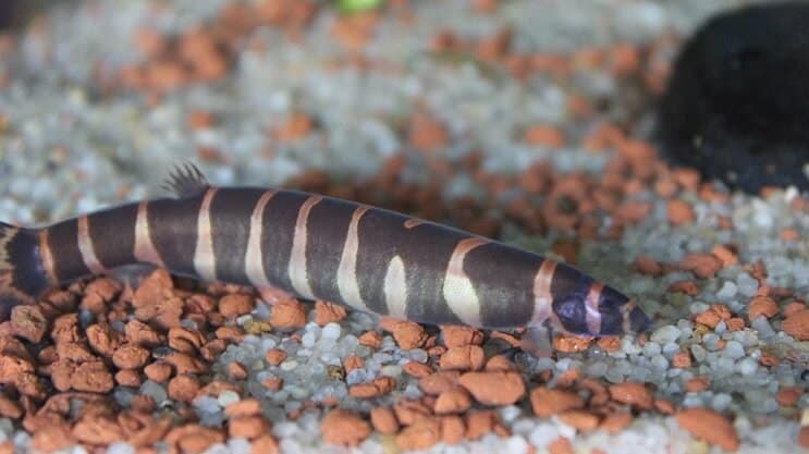 Kuhli Loach Görünümü