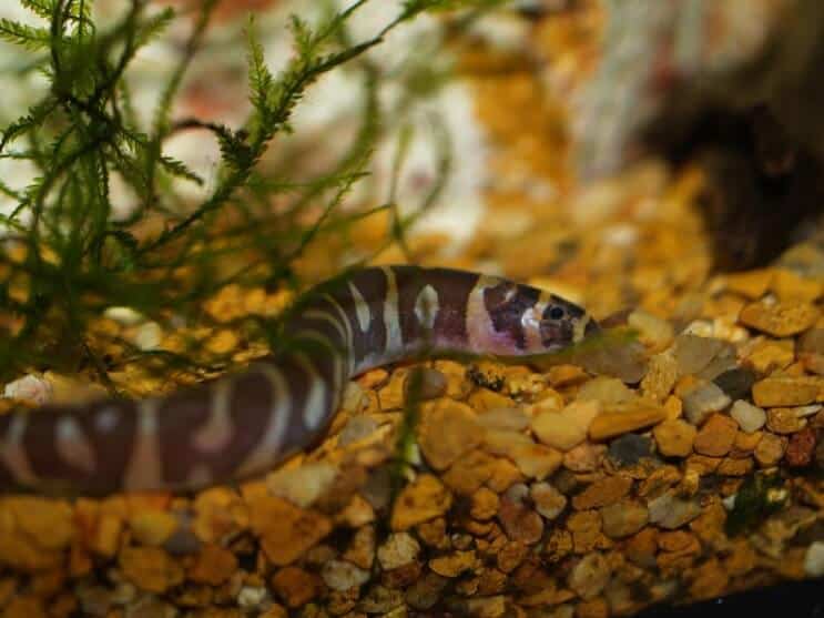 Kuhli Loach Habitatı