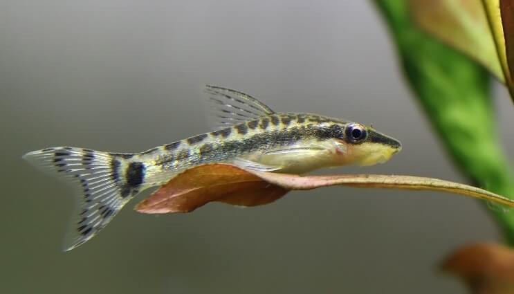Otoçinclus