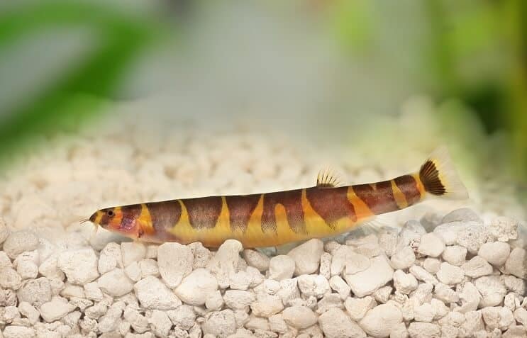 Kuhli Loach Bakımı