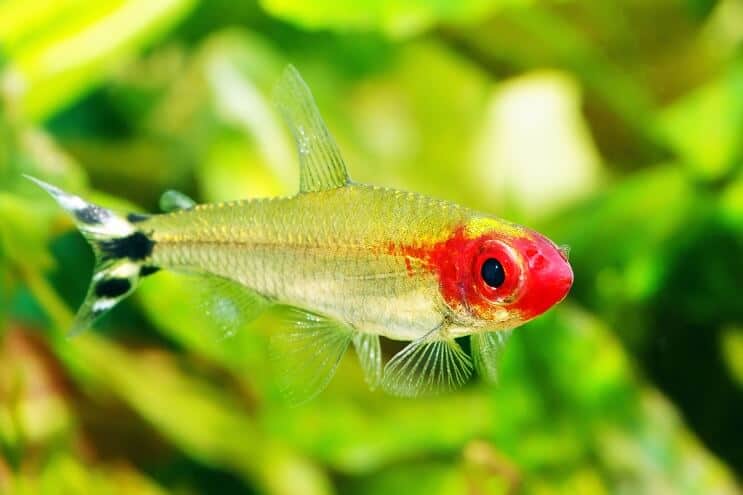 Rummy Burun Tetra
