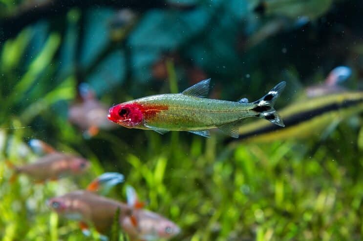 Rummy Nose Tetra Tank Koşulları