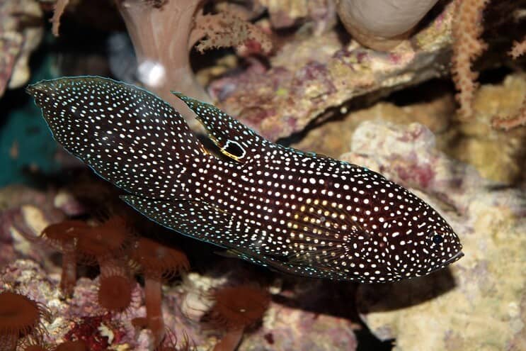Deniz Betta
