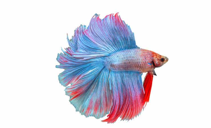 Çift Kuyruk Betta