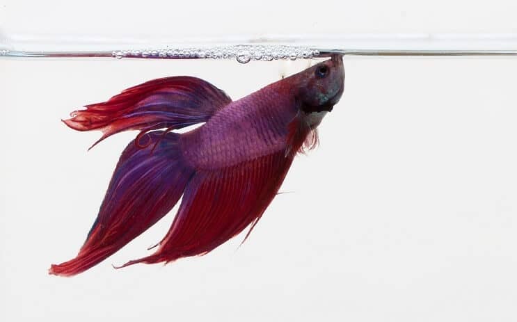 Mor Betta
